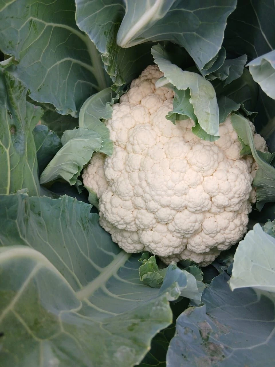 Frozen Cauliflower Cheese(FL-106) suppliers